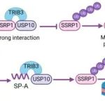 Oncogene | 中南大学刘静团队合作揭示三元蛋白复合物促进多发性骨髓瘤恶性进展的新机制