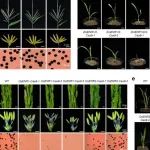 北京科技大学万向元教授团队最新Nature子刊！发现影响花药/花粉发育的脂肪酸从头合成基因