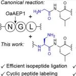 J. Am. Chem. Soc. | 高效转肽酶催化的异肽连接