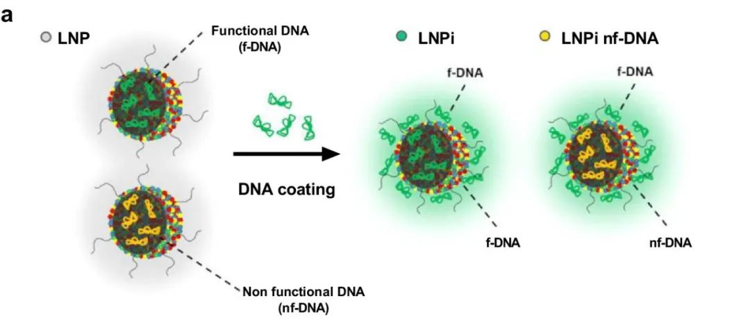 【Nature Communications】将脂质纳米粒子、DNA和蛋白质冠构造成隐形生物纳米结构，用于体内基因传递