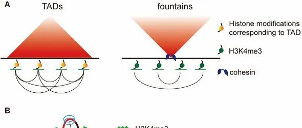 Genome Biology｜周岳课题组揭示了拟南芥中启动子空间调控模式和喷泉结构形成机制