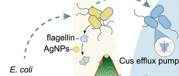 【ACS Nano】克服纳米银耐药性：使细菌重新敏感并靶向进化机制