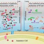 福州大学范功端、徐开钦团队BT：全面回顾抗生素对厌氧氨氧化系统的压力——机理、应用和挑战