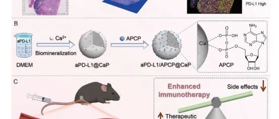 Advanced Science| 使用磷酸钙纳米颗粒共同递送aPD-L1和CD 73抑制剂用于增强黑色素瘤免疫治疗，降低毒性