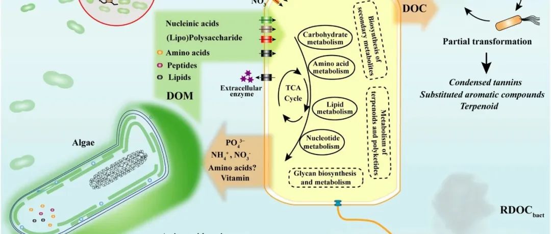 GCB| 中国科学院青岛能源所海洋碳汇与能源微生物研究团队藻菌长期互作驱动的巨大储碳作用新进展