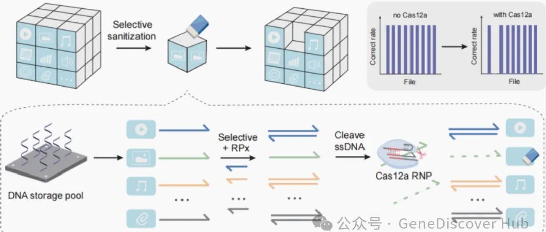 利用CRISPR-Cas12a选择性清除存储在DNA的信息