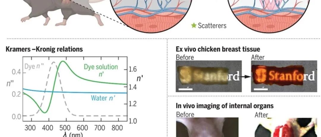 Science┃利用吸收分子实现活体动物的光学透明性