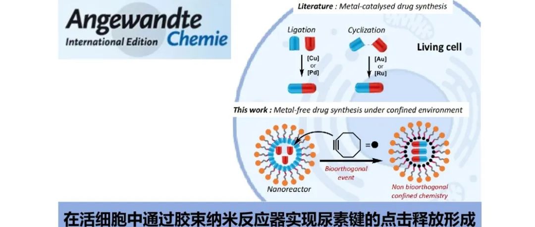 Angew | 在活细胞中通过胶束纳米反应器实现尿素键的点击释放形成