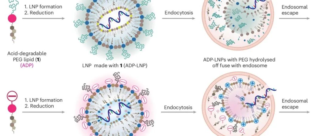 文献速递 | LNP递送系统的最新进展