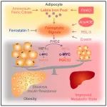 Cell Metabolism | 浙江大学王福俤/闵军霞团队发现激活脂肪组织铁死亡信号可防治肥胖及相关代谢紊乱