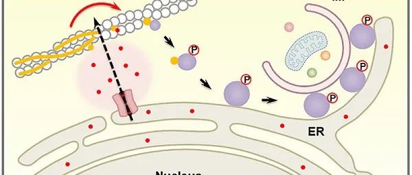 Mol Cell | 中国科学院生物物理研究所张宏研究组揭示CaMKIIβ解码内质网钙离子瞬变以触发自噬体形成的分子机制