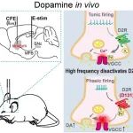 Adv Sci︱北京大学周专/张泉峰团队合作揭示动作电位发放模式调控多巴胺分泌的新机制