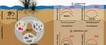 山东大学刘建团队ER：微生物残体碳通过与矿物质结合形成矿物结合有机碳是内陆新生湿地土壤有机碳形成和稳定的主要途径