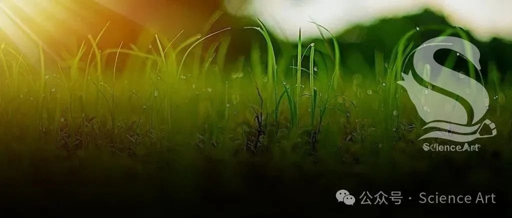 Science | 科学家发现TPPD1是植物从自花授粉进化到异花授粉的关键基因