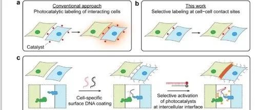 ACS. Chem. Biol.|细胞-细胞接触位点的光催化标记的DNA定向活化