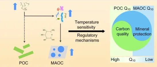 北师大夏星辉教授团队在Nature子刊发文揭示增温对不同土壤有机碳组分含量和温度敏感性的影响