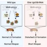 Cell Reports | 复旦大学许智祥课题组合作研究揭示糖基转移酶Ugt35b调控果蝇脂质代谢和衰老的机制