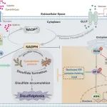 Adv Sci | 西安交通大学张义磊/涂康生团队与合作者在肿瘤细胞双硫死亡调控机制领域取得重要进展