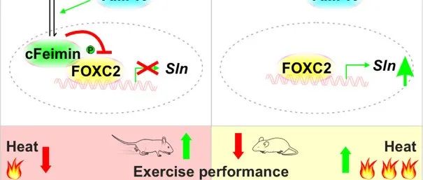 Nature Metabolism | 清华大学王一国团队发现Feimin调控运动产热及耐力的机制