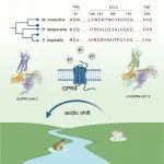 Cell | 山东大学孙金鹏团队合作揭示G蛋白偶联受体质子感知机制和演化机制