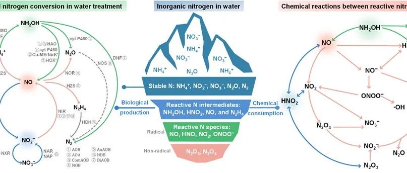 北师大黄浩勇、苏青仙、许博衍团队ES&T：生物脱氮过程中活性氮的形成与归宿——氮循环中重要但常被忽视的化学反应