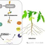 青岛农业大学梁文星教授团队在植物科学一区Top期刊发表研究成果！