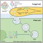 Cell子刊 | 武汉大学蔡强团队发现植物利用EVs将防御蛋白送入真菌病原体，从而对抗感染机制！