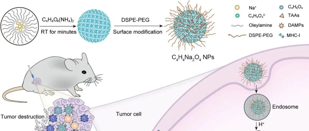 【JACS】琥珀酸盐纳米材料通过激活细胞焦亡和增强MHC-I表达促进肿瘤免疫治疗