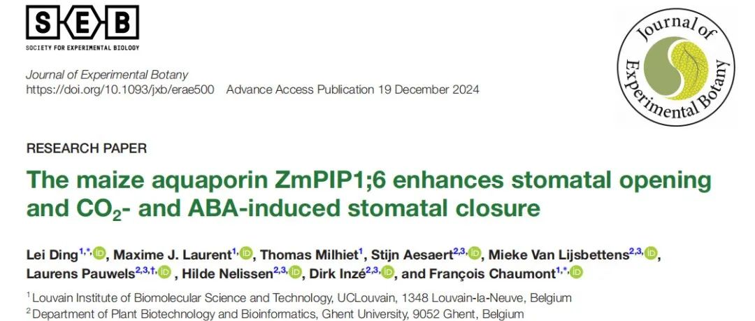【文献解读】鲁汶大学课题组揭示玉米水通道蛋白ZmPIP1;6在气孔开闭调控中的作用