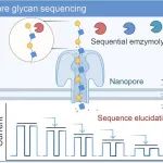 中科院上海药物研究所&南京大学JACS：糖苷酶辅助纳米孔糖苷测序