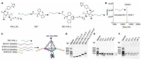 JACS |DNA四面体驱动的多价蛋白水解靶向嵌合体：增强蛋白质降解效率和肿瘤靶向性