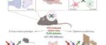 J Neuroinflammation | 高脂饮食通过TLR4依赖性神经炎症调节食物奖赏系统导致觅食行为改变