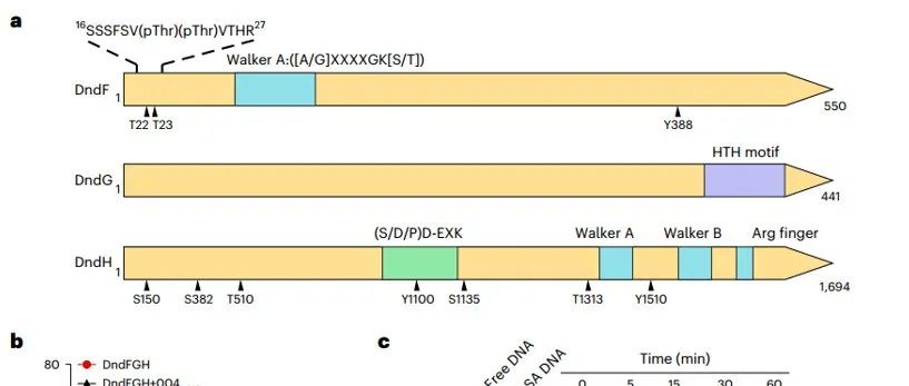 Nat Microbiol | 深圳大学陈实团队揭示广泛存在的噬菌体编码激酶能够帮助噬菌体逃避多种细菌防御系统