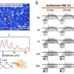 郑大刘春太/王震团队 Macromolecules：热诱导取向态PA11结构演变- Brill转变温度以上氢键层保留的直接证据