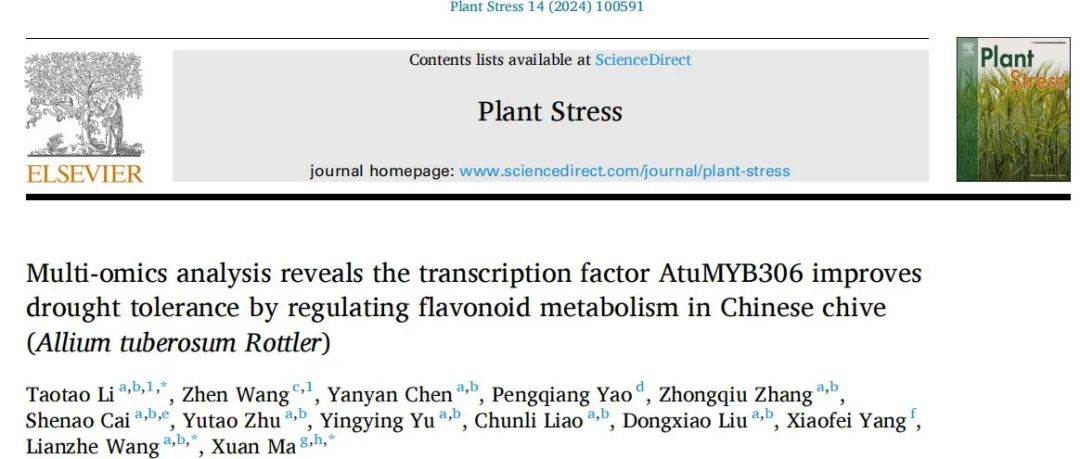【作者解读】河南城建学院李涛涛/宁夏大学马瑄合作解析韭菜MYB转录因子影响类黄酮合成调控干旱胁迫耐受性机制