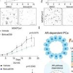 Cell Research丨高栋/杨巍维及/梁超合作研究发现LKB1失活的谱系可塑性和抗雄激素耐药性