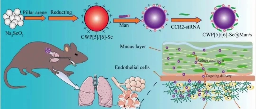 【转载】柱芳硒纳米酶负载siRNA双驱动穿透粘液层联合治疗急性肺损伤
