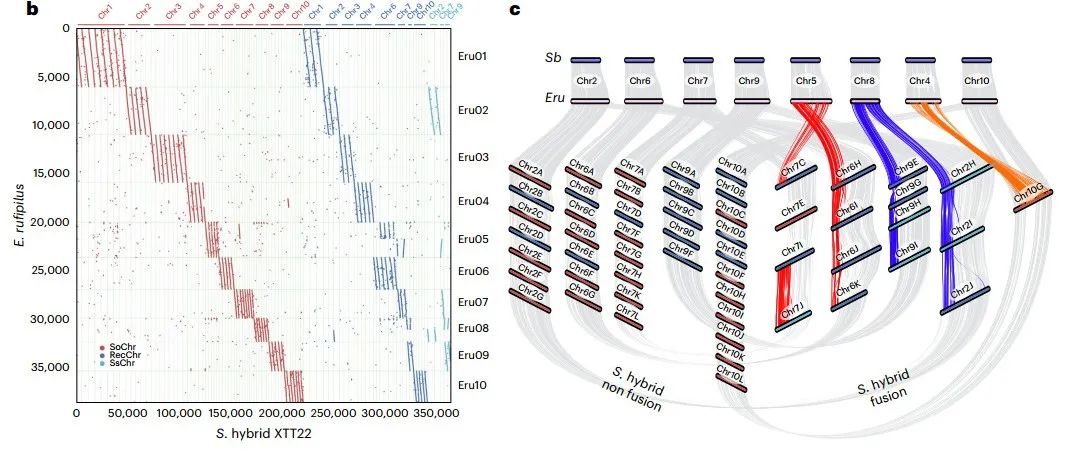 Nature子刊 | 广西大学张积森团队破解现代栽培甘蔗基因组！