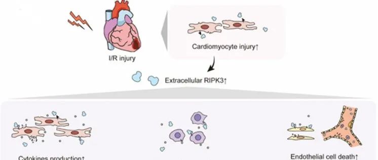 Circulation | 北京大学张岩及合作者发现心脏缺血/再灌注损伤新靶点
