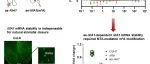 Mol Plant | 中国科学院微生物所郭惠珊团队揭示表观修饰改变长链非编码RNA结构进而调控气孔运动的分子机制