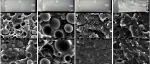 南工大材料学院《IJBM》：通过加入ADR扩链剂和生物资源增塑剂，增强聚（乳酸）和聚（对苯二甲酸-己二酸丁二醇酯）共混物的韧性
