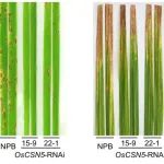 中国农科院植保所博士生一作在Science子刊发表研究成果！