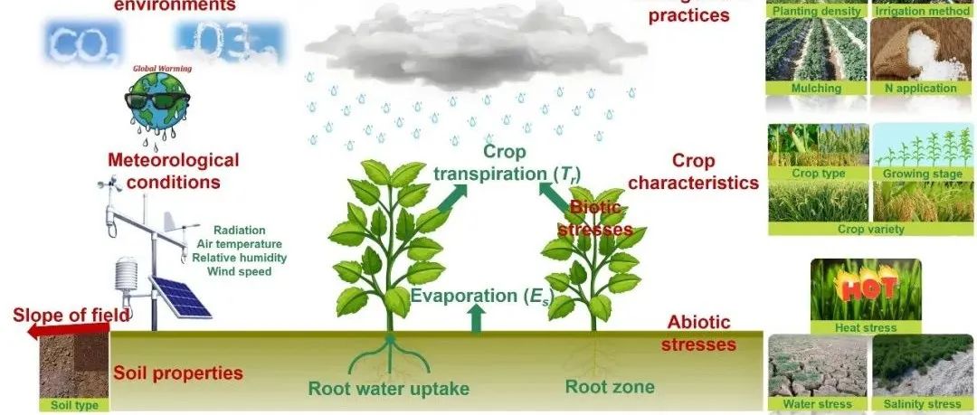 重磅综述（IF=25.2）！武汉大学邱让建教授课题组联合杜克大学Gabriel Katul教授等发表蒸散发主要影响因素综述