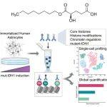 PNAS | IDH1突变导致细胞组蛋白的乙酰化修饰减少