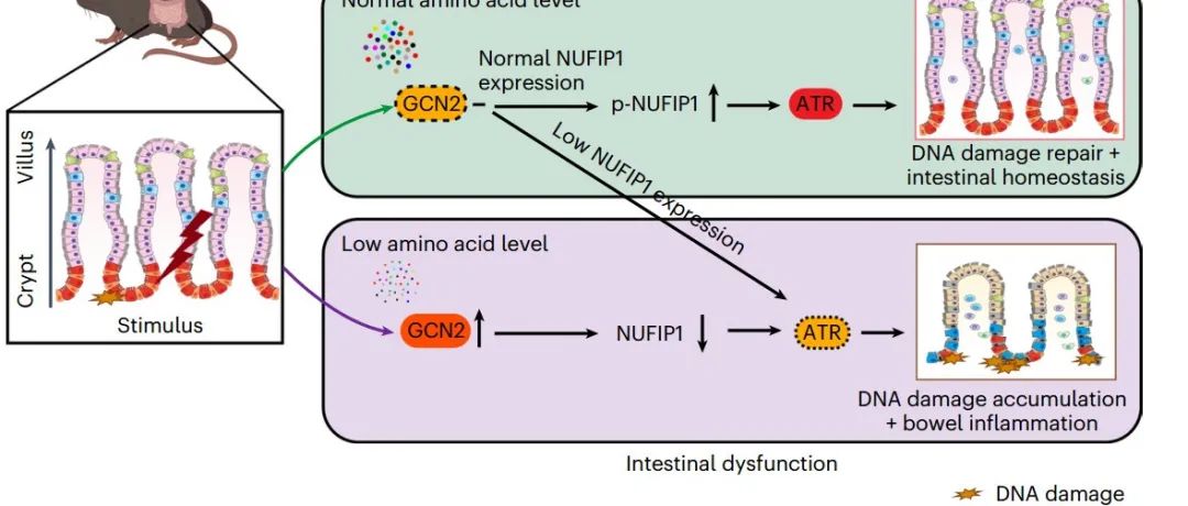 Nature子刊 | 复旦大学雷群英等揭示由NUFIP1介导的氨基酸感知在DNA损伤应答中的机制！