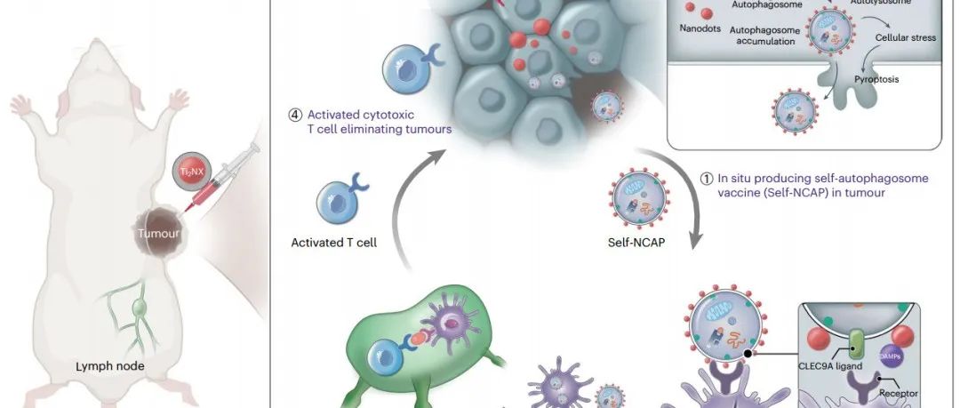 Nature子刊 | 中国科技大学尤业字等开发了一种在体内直接形成个性化自噬体肿瘤疫苗的方法！