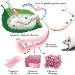 Adv. Mater：用于开发功能性丝素蛋白基生物材料的高效生物合成系统