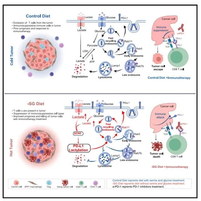 Cell Metab | 四川大学马学磊/石虎兵等揭示无丝氨酸/甘氨酸饮食增强抗肿瘤免疫并通过PD-L1丙酰化促进免疫逃逸