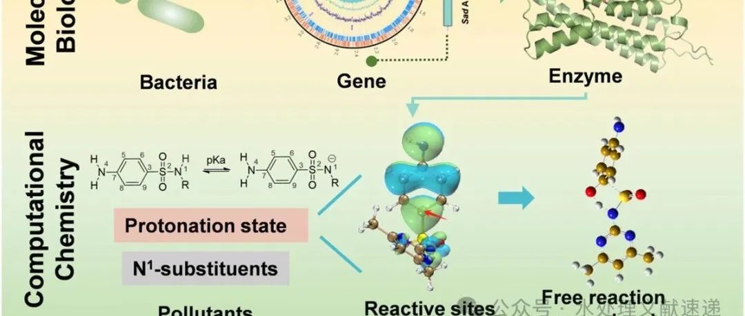 文献速递|清华大学深研院WR:解析N1-取代基对磺胺生物降解的影响：分子生物学和计算化学方法揭示的新见解