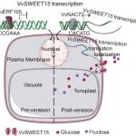 The Plant Cell  | 中国科学院梁振昌研究揭示葡萄浆果糖积累的分子调控机制